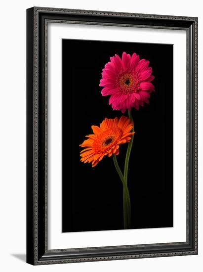 Pink, Orange Gerbera with Stem Isolated on Black-Hanna Slavinska-Framed Photographic Print