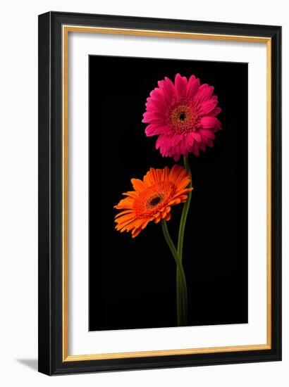 Pink, Orange Gerbera with Stem Isolated on Black-Hanna Slavinska-Framed Photographic Print