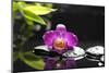 Pink Orchid and Stones with Bamboo Green Leaf-crystalfoto-Mounted Photographic Print