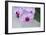 Pink Orchid Blooms-Anna Miller-Framed Photographic Print