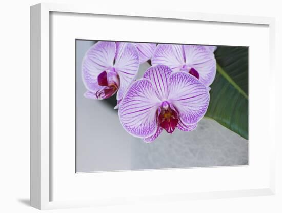 Pink Orchid Blooms-Anna Miller-Framed Photographic Print