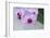 Pink Orchid Blooms-Anna Miller-Framed Photographic Print