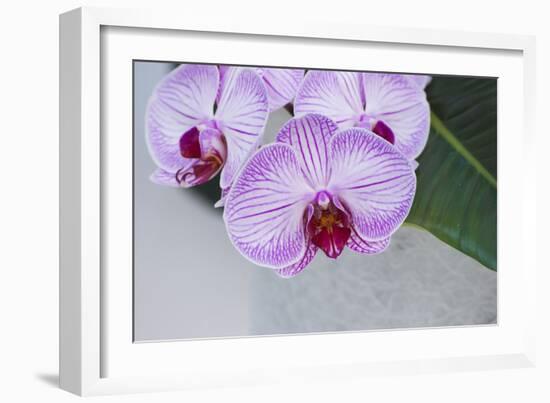Pink Orchid Blooms-Anna Miller-Framed Photographic Print