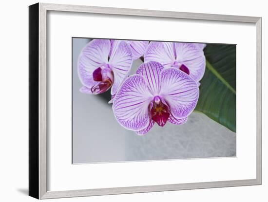 Pink Orchid Blooms-Anna Miller-Framed Photographic Print