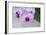 Pink Orchid Blooms-Anna Miller-Framed Photographic Print