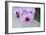 Pink Orchid Blooms-Anna Miller-Framed Photographic Print