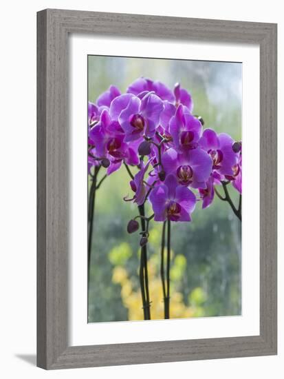 Pink Orchid Blooms-Anna Miller-Framed Photographic Print