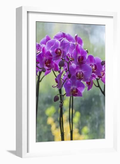 Pink Orchid Blooms-Anna Miller-Framed Photographic Print