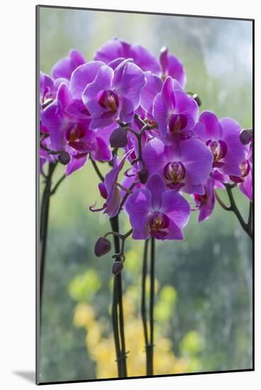 Pink Orchid Blooms-Anna Miller-Mounted Photographic Print