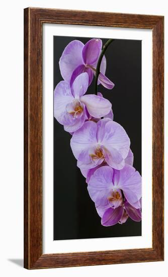 Pink Orchid Blooms-Anna Miller-Framed Photographic Print