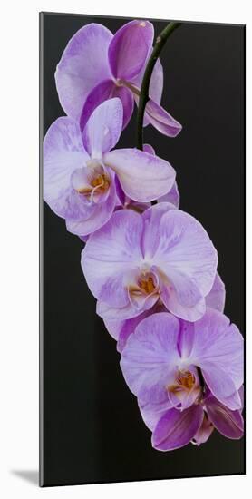 Pink Orchid Blooms-Anna Miller-Mounted Photographic Print