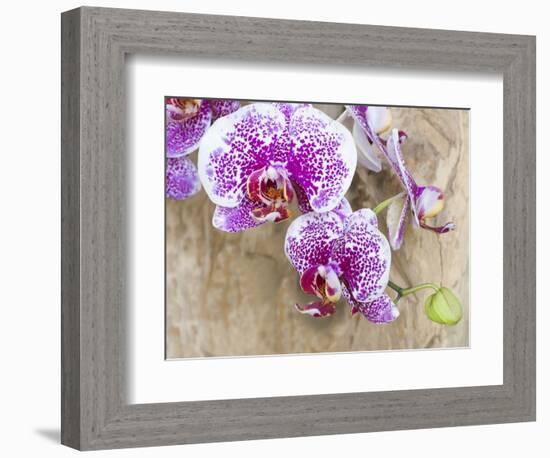 Pink orchid blooms-Anna Miller-Framed Photographic Print