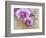 Pink orchid blooms-Anna Miller-Framed Photographic Print