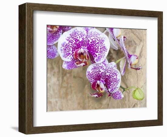 Pink orchid blooms-Anna Miller-Framed Photographic Print