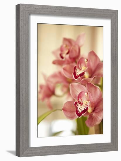 Pink Orchid I-Karyn Millet-Framed Photographic Print