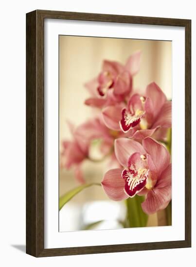 Pink Orchid I-Karyn Millet-Framed Photographic Print