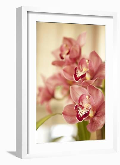 Pink Orchid I-Karyn Millet-Framed Photographic Print