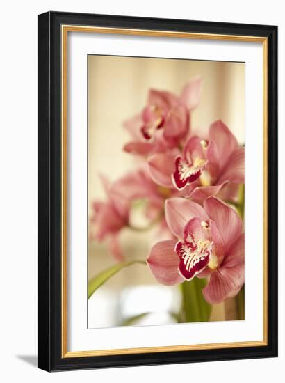 Pink Orchid I-Karyn Millet-Framed Photographic Print