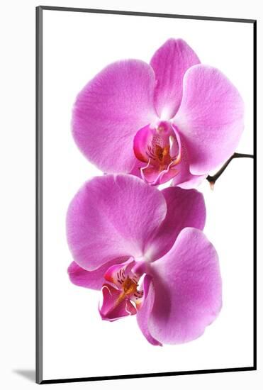 Pink Orchid Isolated on White-haveseen-Mounted Photographic Print