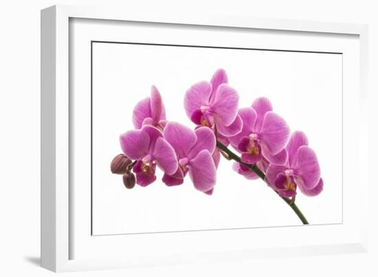 Pink Orchid on White 01-Tom Quartermaine-Framed Giclee Print