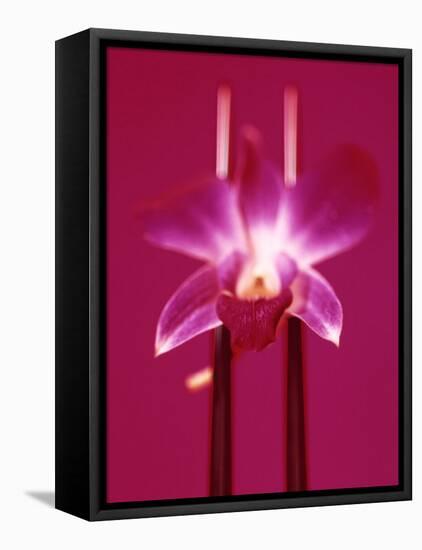 Pink Orchid (Phalaenopsis) as Table Decoration-Hartmut Kiefer-Framed Premier Image Canvas