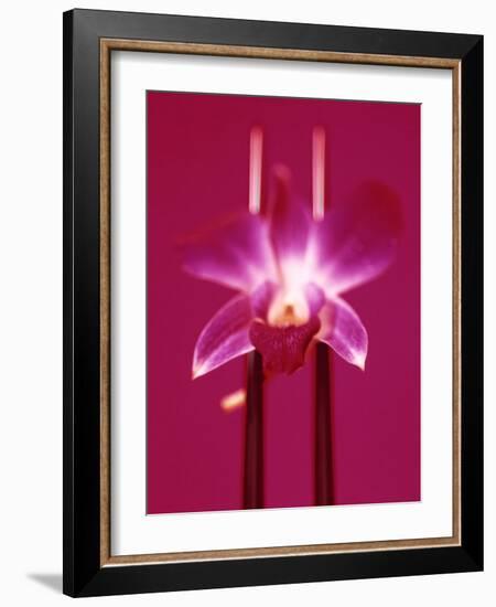 Pink Orchid (Phalaenopsis) as Table Decoration-Hartmut Kiefer-Framed Photographic Print