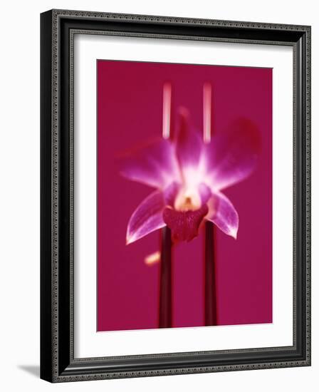 Pink Orchid (Phalaenopsis) as Table Decoration-Hartmut Kiefer-Framed Photographic Print