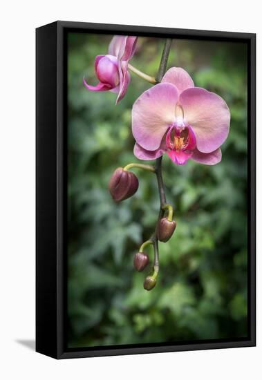 Pink orchid, USA.-Lisa Engelbrecht-Framed Premier Image Canvas