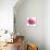 Pink Orchid-Cédric Porchez-Art Print displayed on a wall