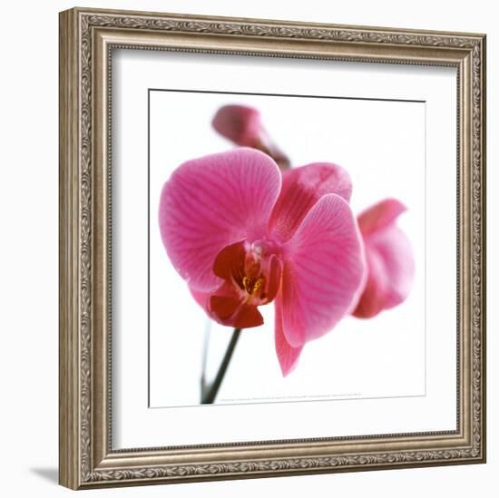 Pink Orchid-Cédric Porchez-Framed Art Print