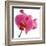 Pink Orchid-Cédric Porchez-Framed Art Print