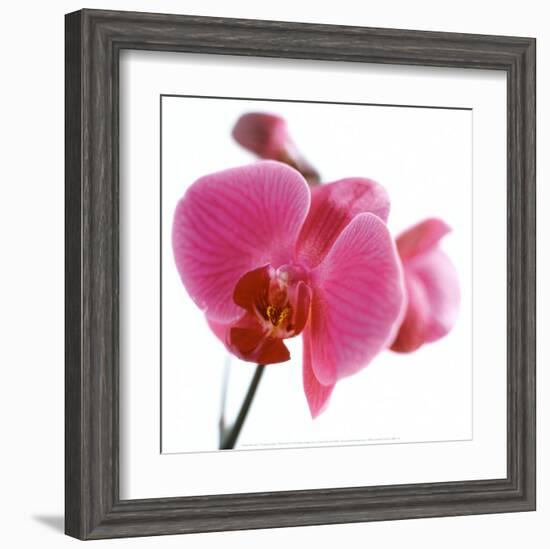 Pink Orchid-Cédric Porchez-Framed Art Print