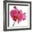 Pink Orchid-Cédric Porchez-Framed Art Print