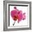 Pink Orchid-Cédric Porchez-Framed Art Print