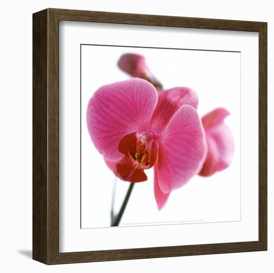 Pink Orchid-Cédric Porchez-Framed Art Print