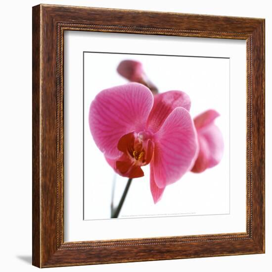 Pink Orchid-Cédric Porchez-Framed Art Print