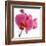 Pink Orchid-Cédric Porchez-Framed Art Print