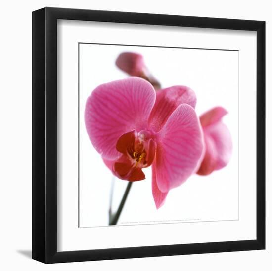 Pink Orchid-Cédric Porchez-Framed Art Print