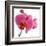 Pink Orchid-Cédric Porchez-Framed Art Print