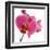 Pink Orchid-Cédric Porchez-Framed Art Print