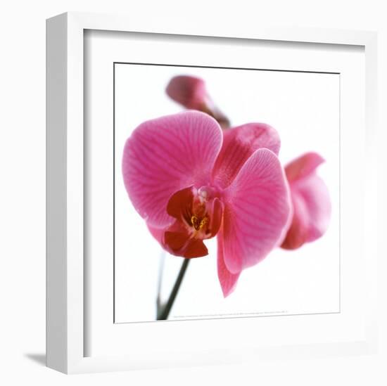 Pink Orchid-Cédric Porchez-Framed Art Print