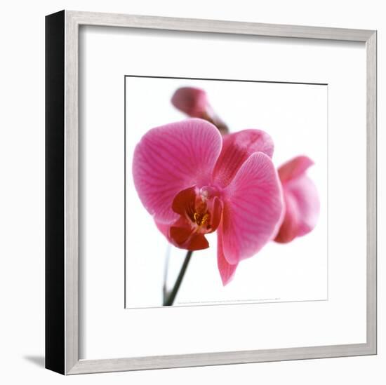 Pink Orchid-Cédric Porchez-Framed Art Print