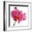 Pink Orchid-Cédric Porchez-Framed Art Print