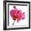 Pink Orchid-Cédric Porchez-Framed Art Print