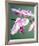 Pink Orchid-Amelie Vuillon-Framed Art Print