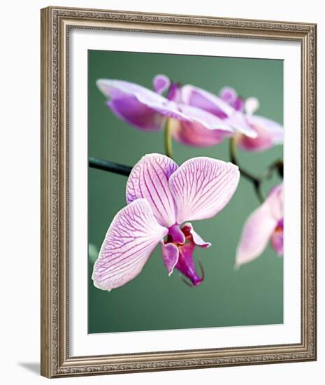 Pink Orchid-Amelie Vuillon-Framed Art Print