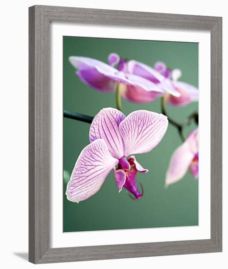 Pink Orchid-Amelie Vuillon-Framed Art Print