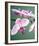 Pink Orchid-Amelie Vuillon-Framed Art Print