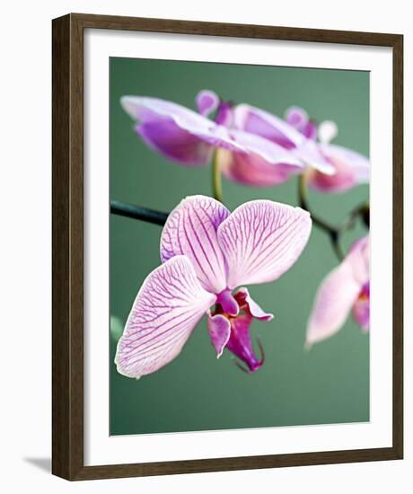 Pink Orchid-Amelie Vuillon-Framed Art Print