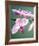 Pink Orchid-Amelie Vuillon-Framed Art Print